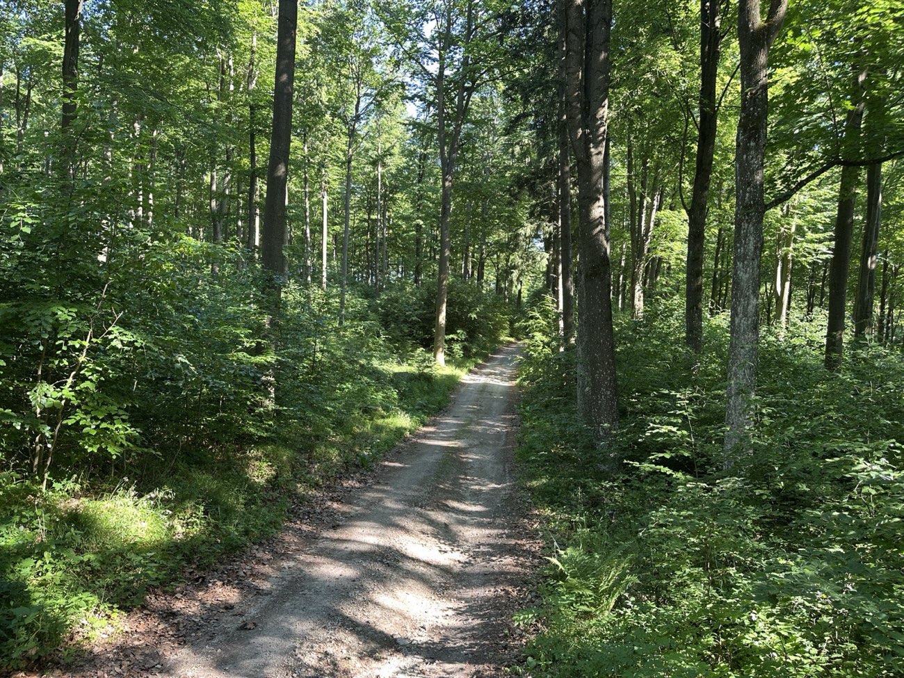 Waldweg im Hornerwald